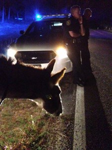 Outlaw donkey Jack nabbed in Okaloosa County Florida. 